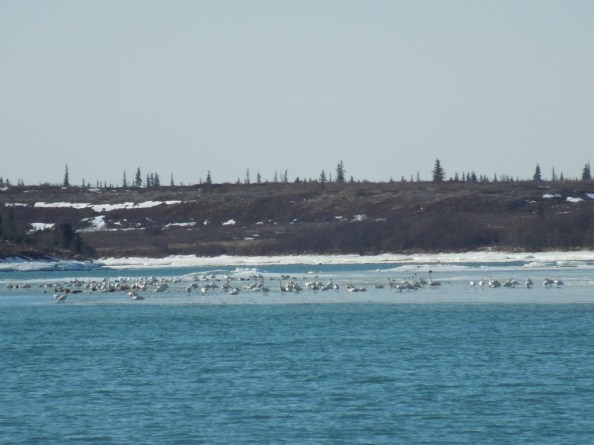 Swans on the Naknek River